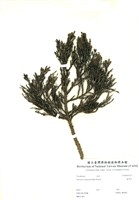 藏品(臺灣杉)的圖片